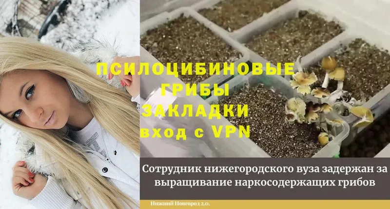 Псилоцибиновые грибы GOLDEN TEACHER  darknet клад  Шуя  закладка 